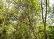 Forest Uganda